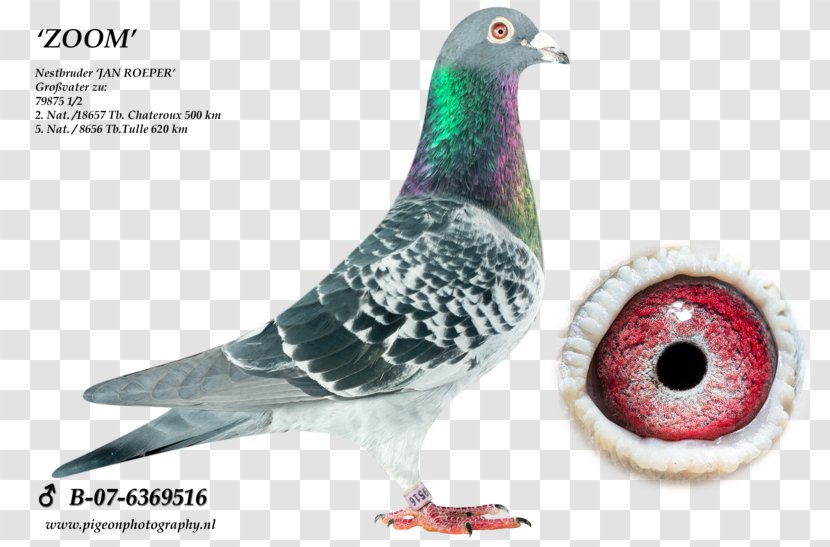 Homing Pigeon Racing Homer Keeping Columbinae Transparent PNG