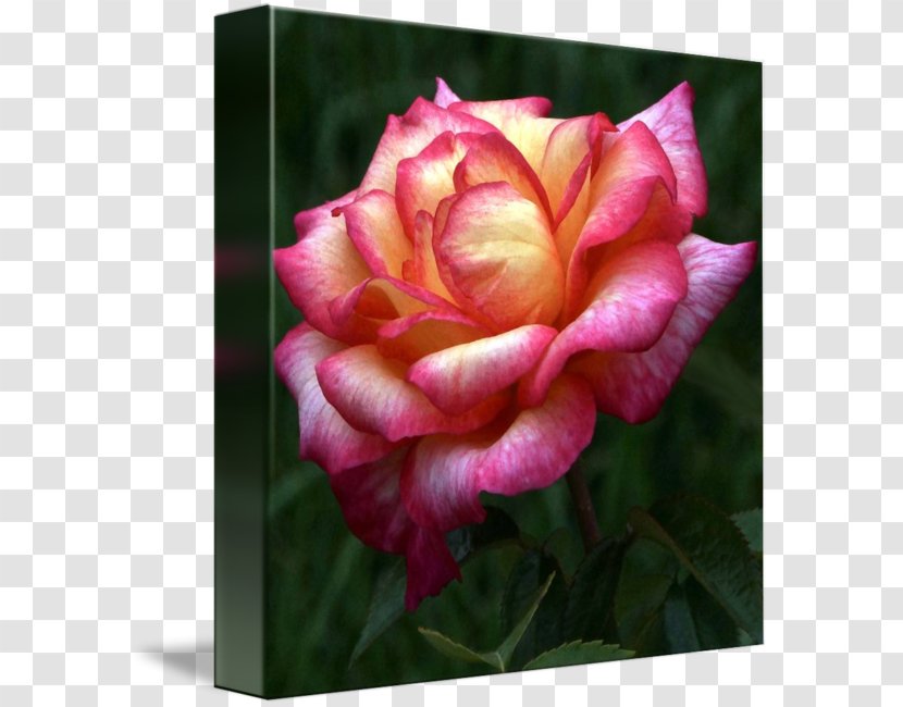 Centifolia Roses Garden Pink Flower Floribunda - Rose Order - Leslie Transparent PNG