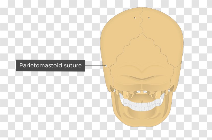 Skull Nuchal Lines Occipitomastoid Suture Ligament Sphenoid Bone - Ear Transparent PNG