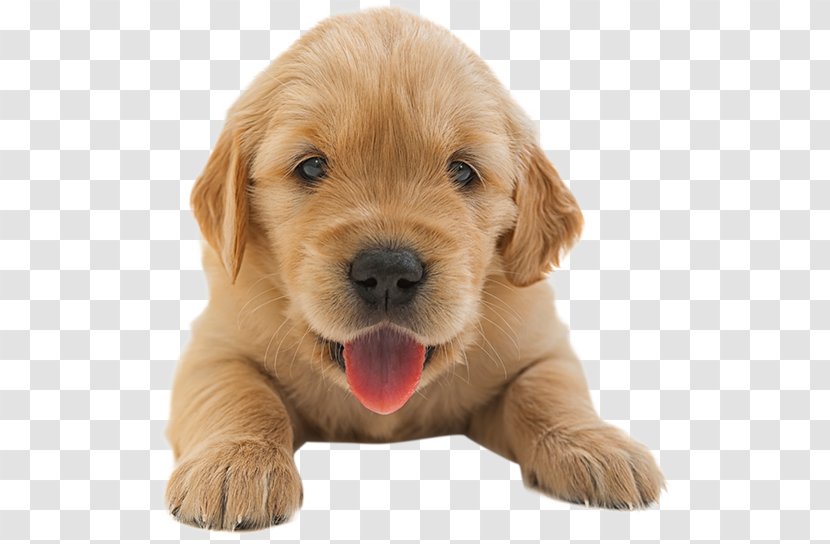 Golden Retriever Puppy Residential Heating And Air Conditioning HVAC Dog Breed Transparent PNG