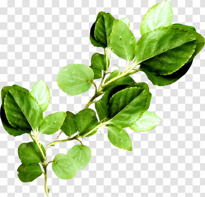 Leaf Vegetable Branch Plant Stem Clip Art - Herbalism Transparent PNG