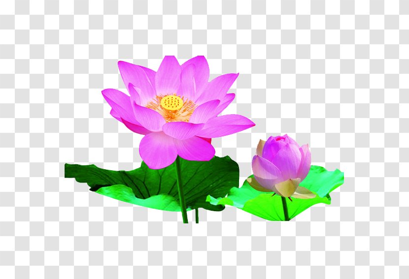 Heilongjiang Nelumbo Nucifera Bazhou City Falun Gong Chinese New Year - Peony - Lotus Leaf Transparent PNG