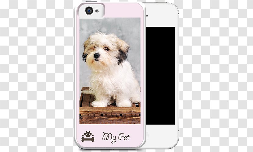 Havanese Dog Morkie Puppy Maltese Shih Tzu Transparent PNG