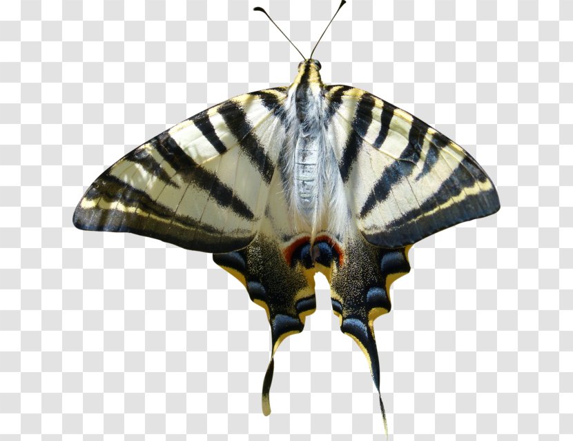 Brush-footed Butterflies Butterfly Image Graphics Silkworm - Pollinator Transparent PNG