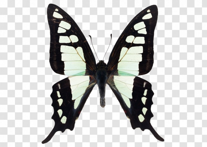 Butterfly Brush-footed Butterflies Moth Insect Photography Transparent PNG
