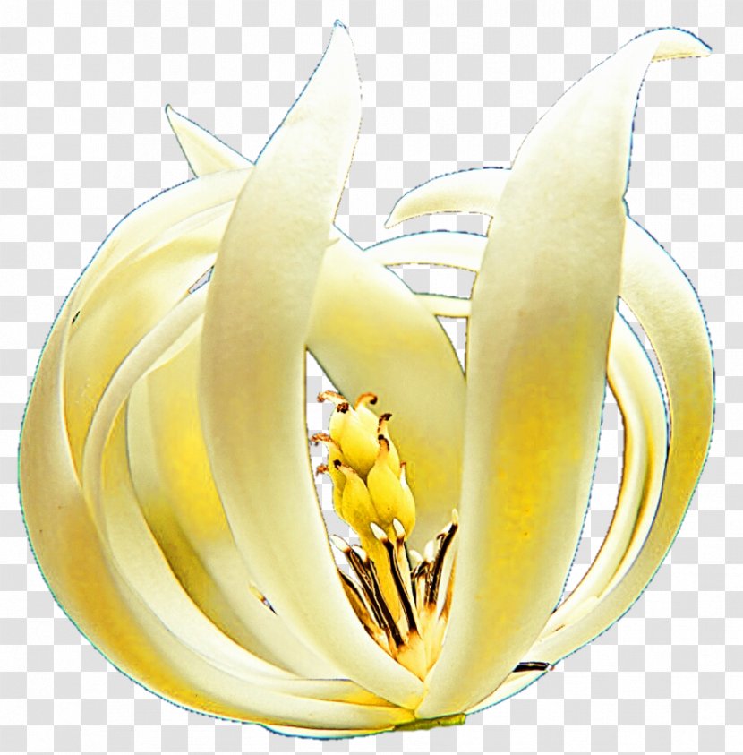 Banana - Plant - Flowering Transparent PNG