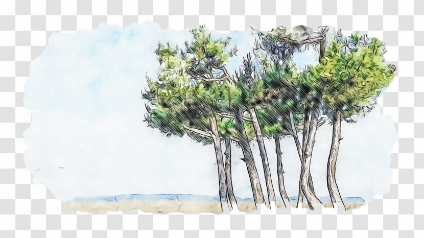 Pine Pine Family Transparent PNG