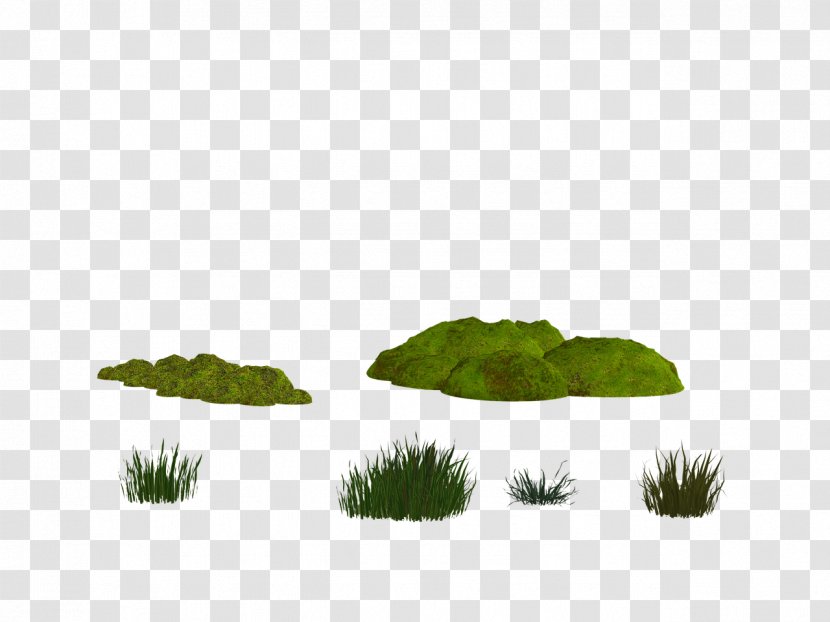 Moss YouTube - Grass Family - Nature Transparent PNG