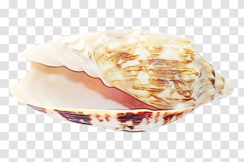 Snail Cartoon - Mussel - Dessert Cuisine Transparent PNG