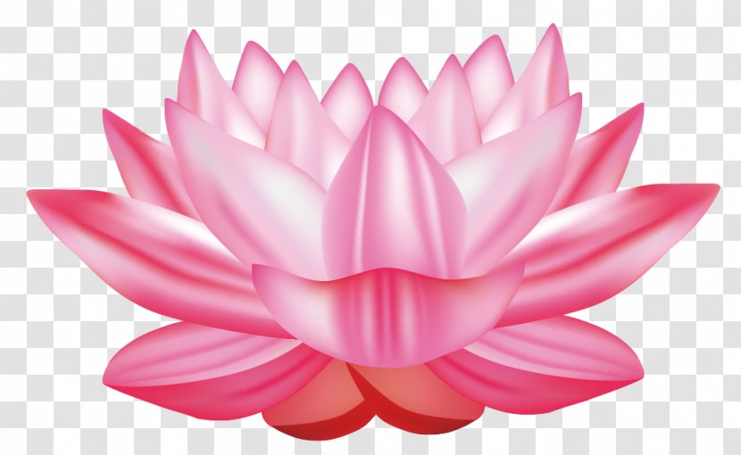 Nelumbo Nucifera Water Lily Euclidean Vector Clip Art - Magenta - Lotus Transparent PNG