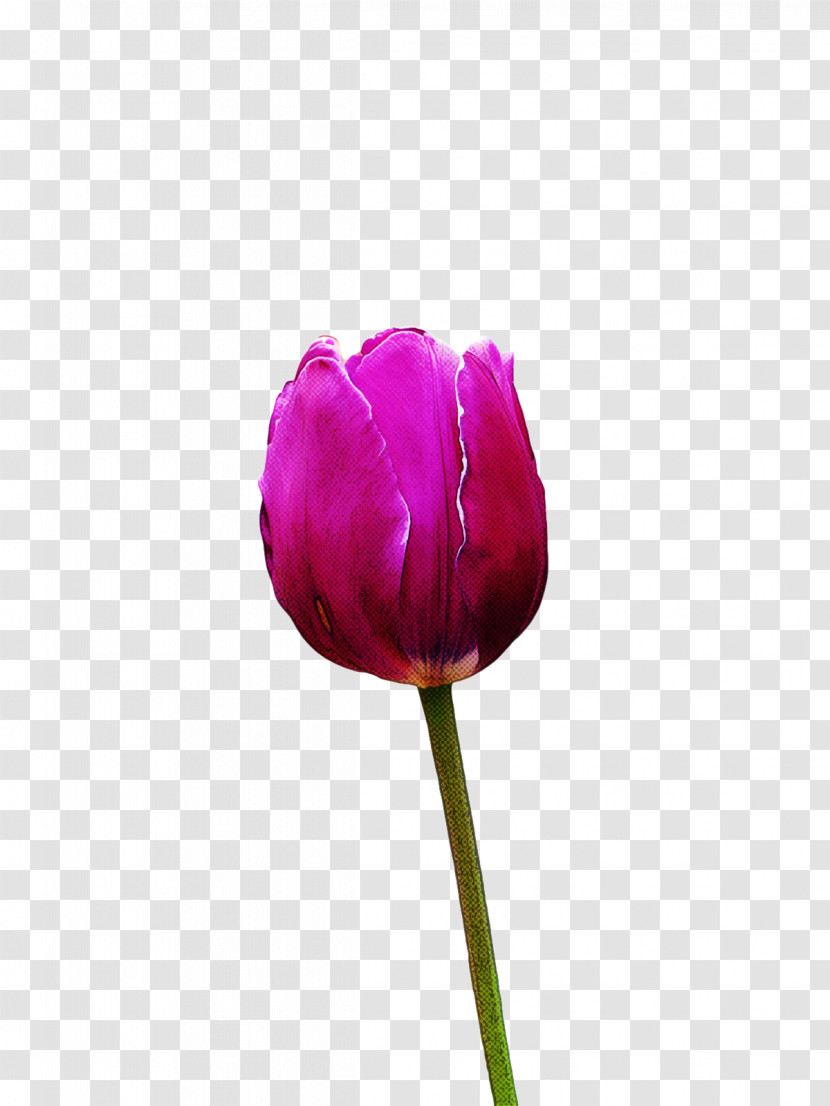 Plant Stem Cut Flowers Tulip Petal Flower Transparent PNG