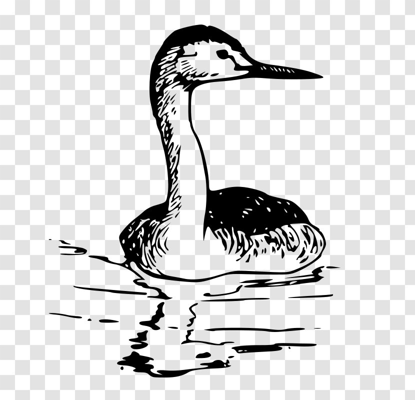 Bird Western Grebe Clip Art - Nest Transparent PNG