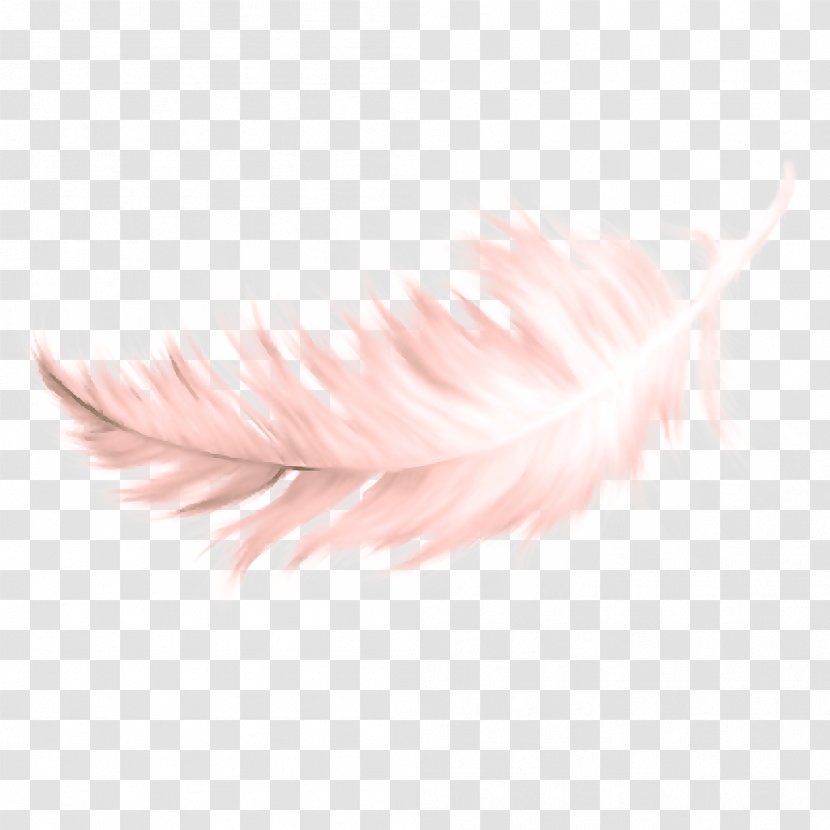 Feather - Eyelash - Writing Implement Fur Transparent PNG