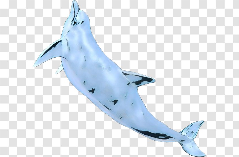 Common Bottlenose Dolphin Tucuxi Rough-toothed Shark - Spotted - Striped Transparent PNG