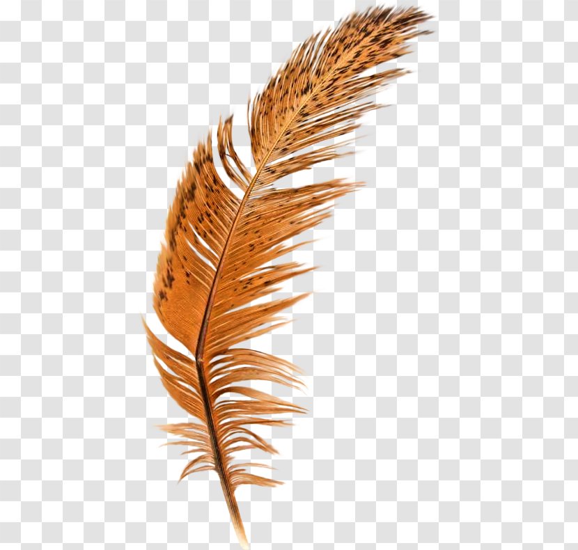 Feather Brown Quill - Resource - Feathers Transparent PNG