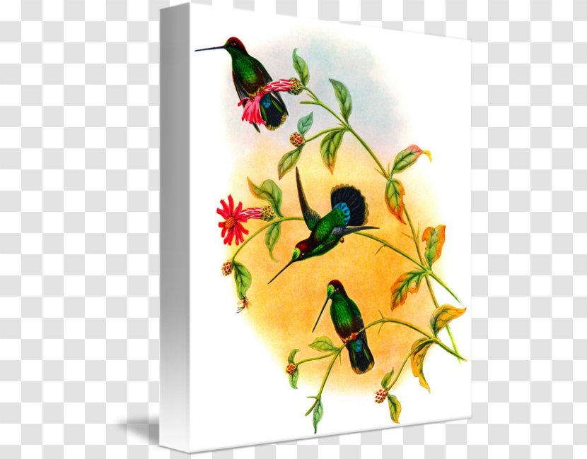 Hummingbird M Giclée Painting Veraguan Mango - Longbilled Curlew Transparent PNG