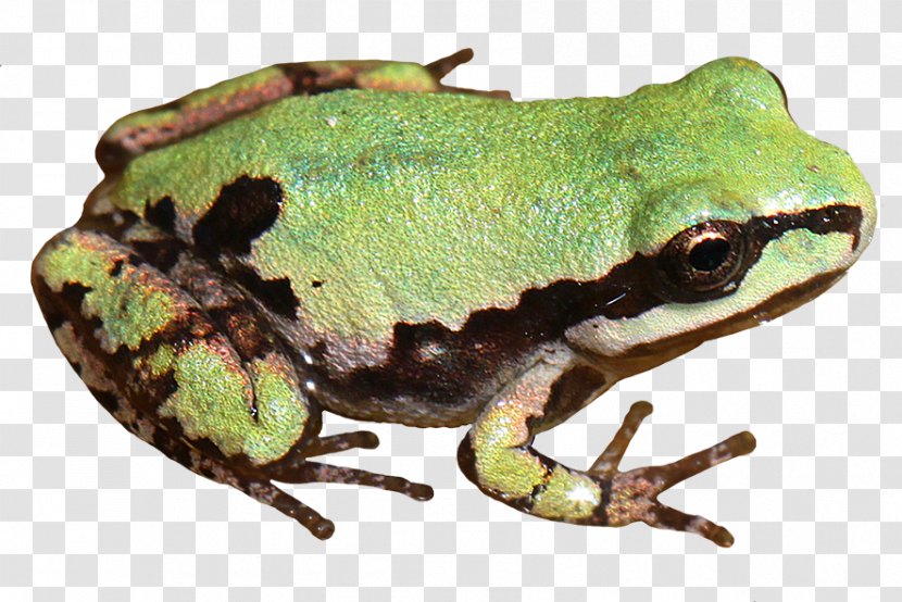 American Bullfrog Tree Frog Toad Clip Art Transparent PNG