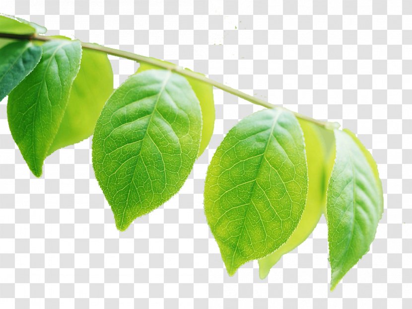 Leaf Plant Photosynthesis Chlorophyll Pletivo - Frame Transparent PNG