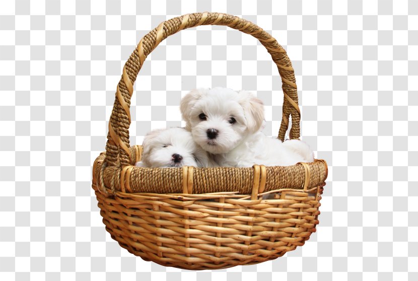 Maltese Dog Puppy Labrador Retriever Siberian Husky Bichon Frise - Hdofpuppies Transparent PNG