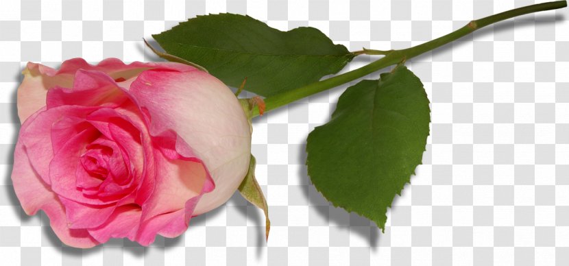 Garden Roses Centifolia Floral Design Pink Cut Flowers - Film - Large Rose Clipart Transparent PNG