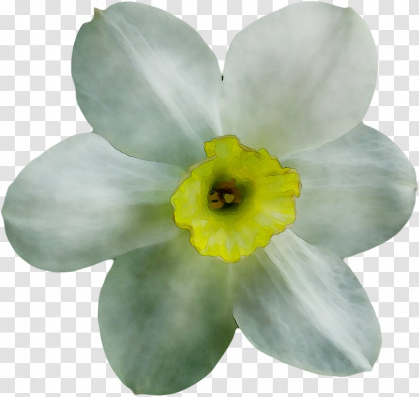 Narcissus - Cattleya - Amaryllis Family Transparent PNG