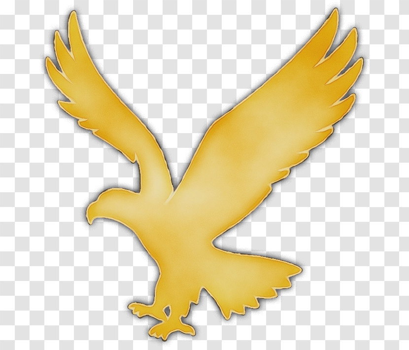 Wing Yellow Beak Bird Golden Eagle Transparent PNG