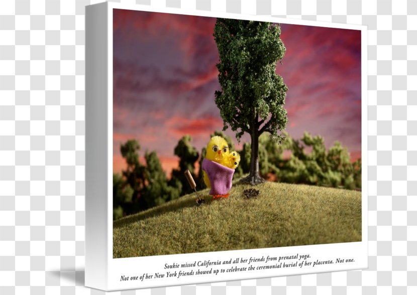 Gallery Wrap Canvas Advertising Desktop Wallpaper - Plant - Flower Transparent PNG