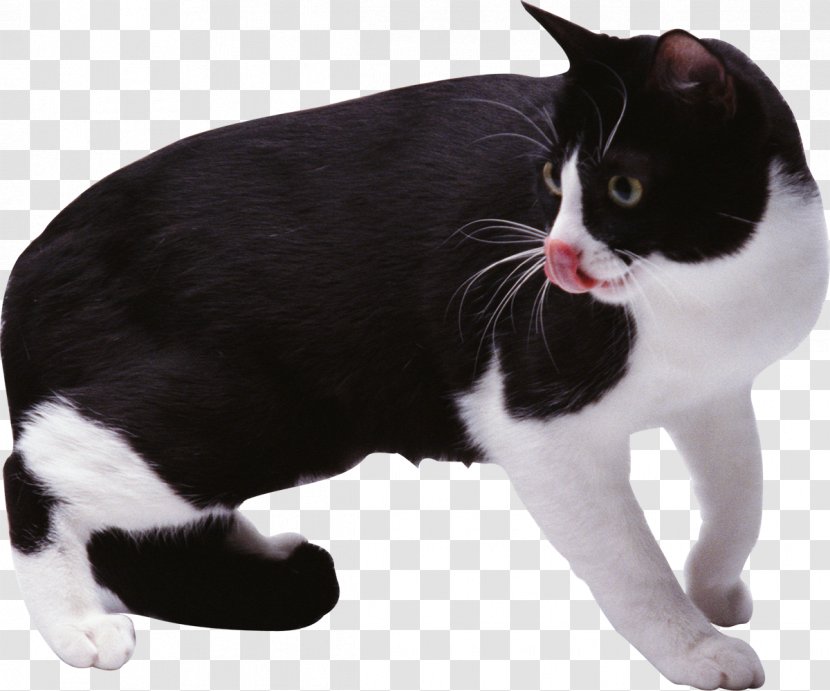 Manx Cat European Shorthair American Wirehair Japanese Bobtail Black - Cats Transparent PNG