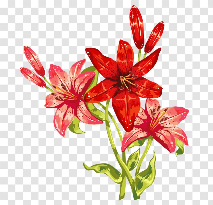 International Women's Day Wish Happiness Woman Greeting & Note Cards - Hand-painted Lily Transparent PNG