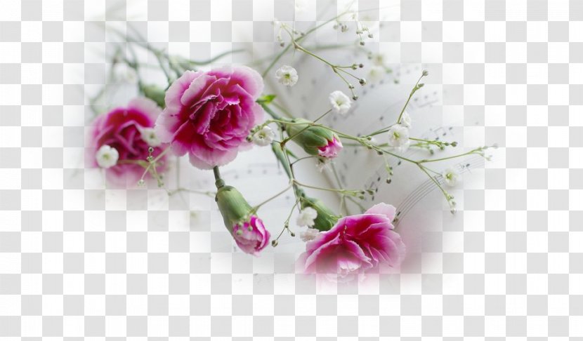 Desktop Wallpaper Pink Flowers Metaphor Carnation - Mobile Phones - Flower Transparent PNG
