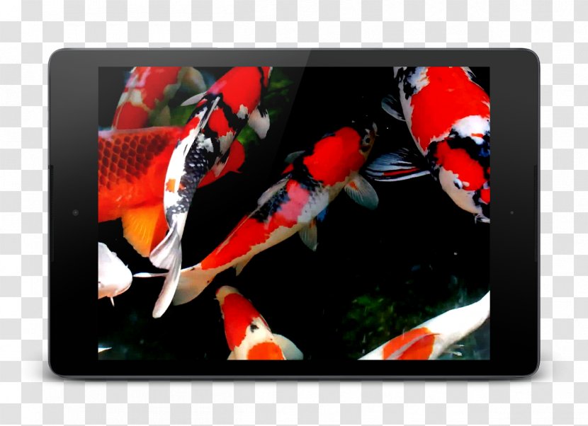 Koi Android Ice Cream Sandwich Wallpaper - Video Transparent PNG