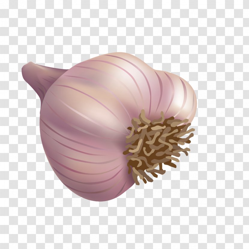 Spice Garlic Onion - Purple - Vector Transparent PNG