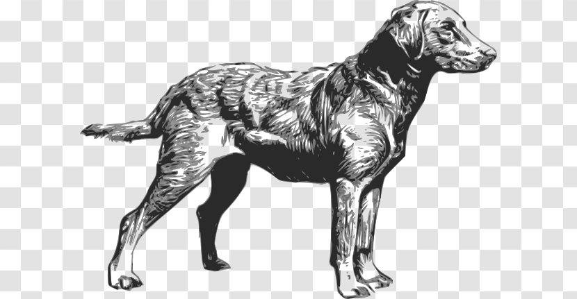 Chesapeake Bay Retriever Labrador Golden Scottish Deerhound - Dog - Cliparts Transparent PNG