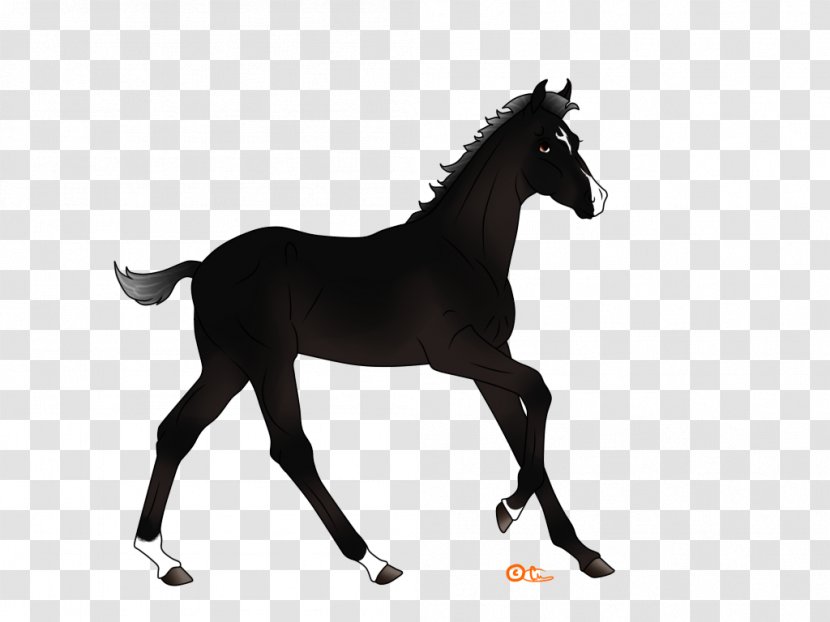 Mustang Pony Equestrian Stallion Foal - Horse Transparent PNG