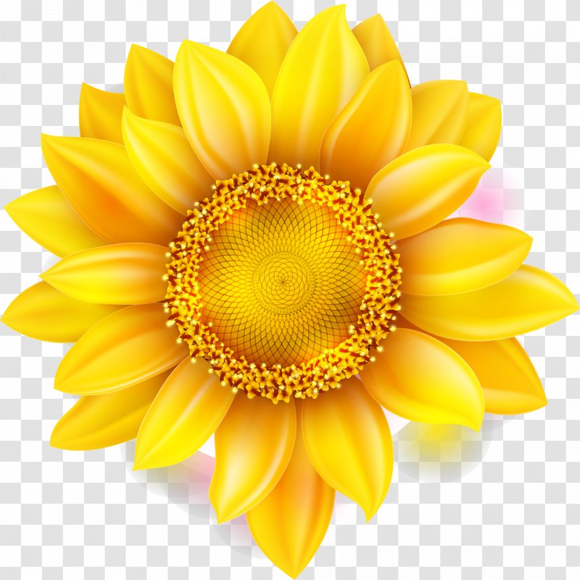 Flower Shutterstock Chrysanthemum - Yellow Sunflower Transparent PNG