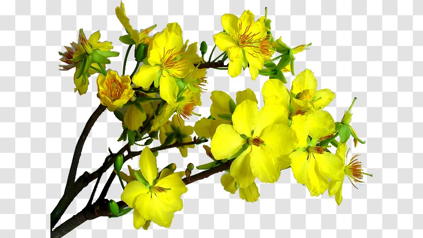 Hypericum Mustard Subshrub Petal - Yellow Transparent PNG