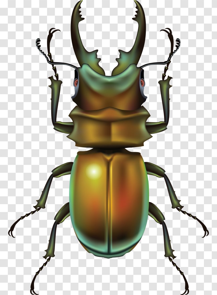Beetle Clip Art Transparent PNG