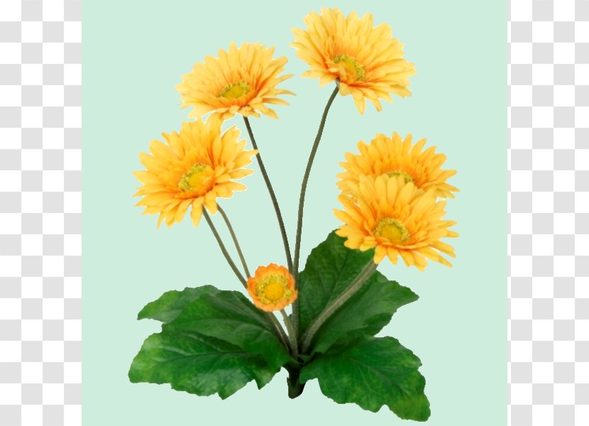 Common Sunflower Transvaal Daisy Yellow Plant Stem - Flower Transparent PNG