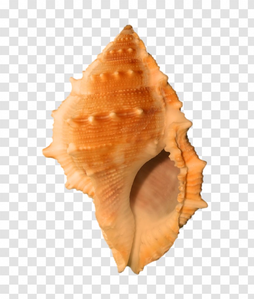 Seashell Molluscs Conch - Invertebrate Transparent PNG