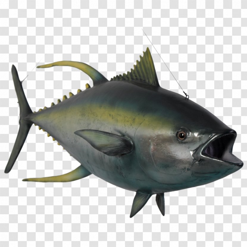 Thunnus Yellowfin Tuna Oily Fish Marine Biology Shark Transparent PNG