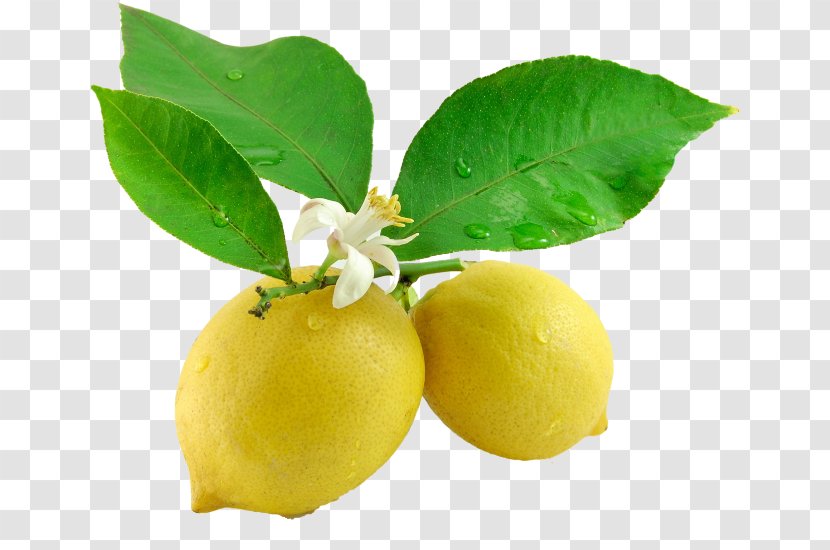 Lemon Juice Leaf Flower Tangerine - Blossom - Fresh Transparent PNG