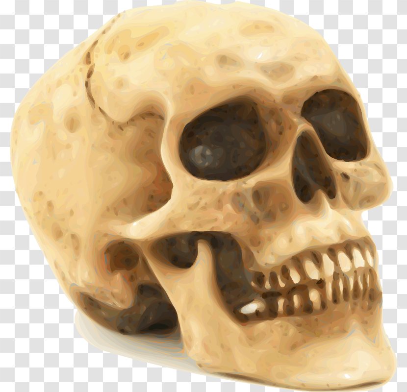 Skull Human Skeleton Clip Art - Jaw - Scary Transparent PNG