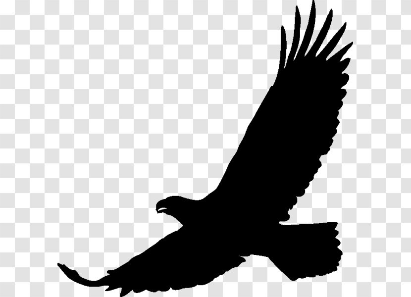 Art Drawing - Fauna - Black Eagle Transparent PNG