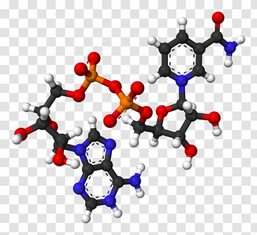 Nicotinamide Adenine Dinucleotide Molecule Oxidative Phosphorylation Redox - Nucleotide - Crystal Ball Transparent PNG