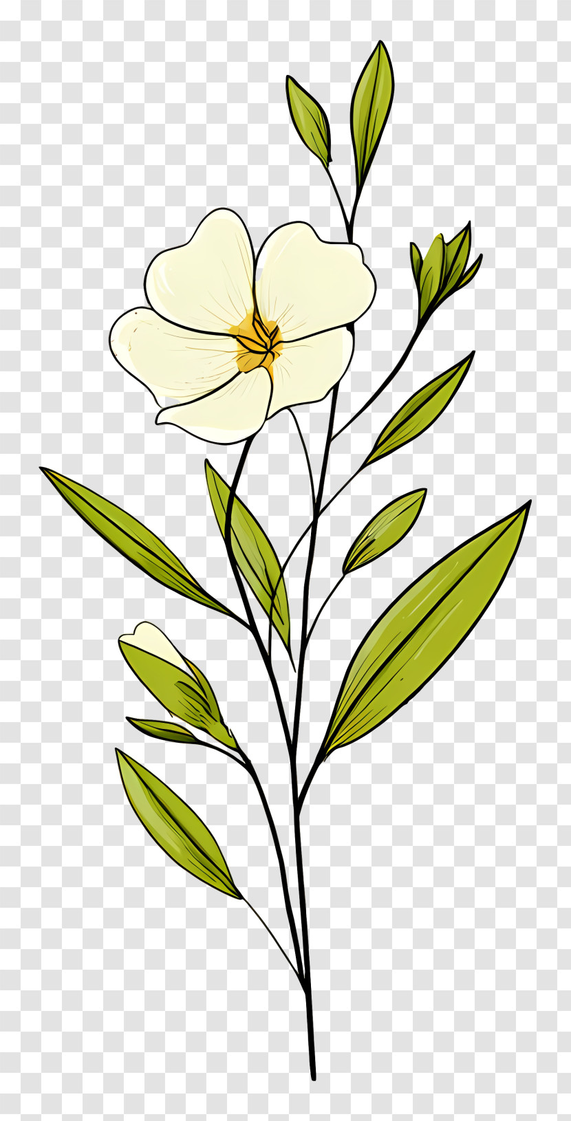 Delicate White Wildflower Stem Transparent PNG