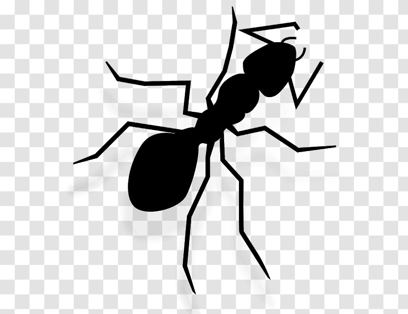 Ant Insect Clip Art Illustration Image - Arthropod - Membranewinged Transparent PNG