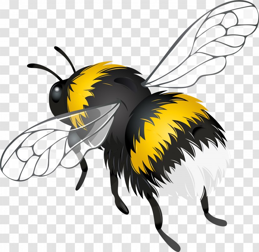 Bee Background - Bumblebee - Blowflies Hornet Transparent PNG