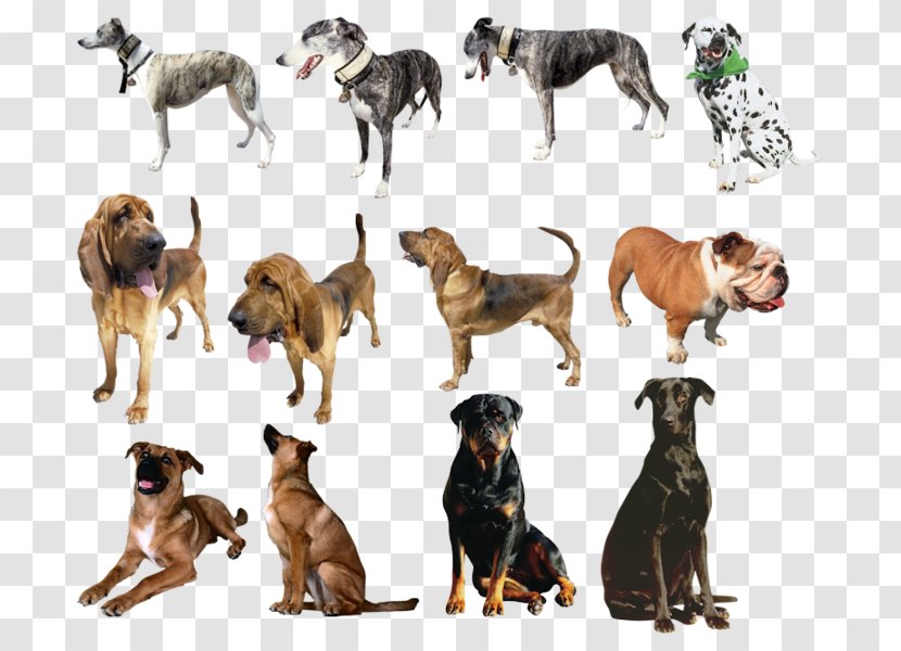 Dog Breed Labrador Retriever Crossbreed Word Family Grandchild - Carnivoran Transparent PNG