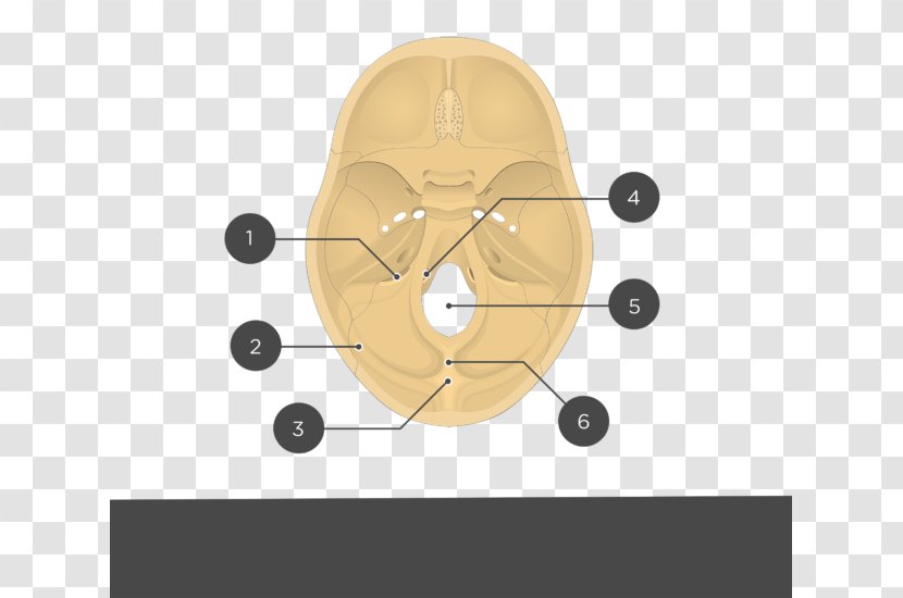 Occipital Bone Anatomy Skull Groove For Transverse Sinus Transparent PNG