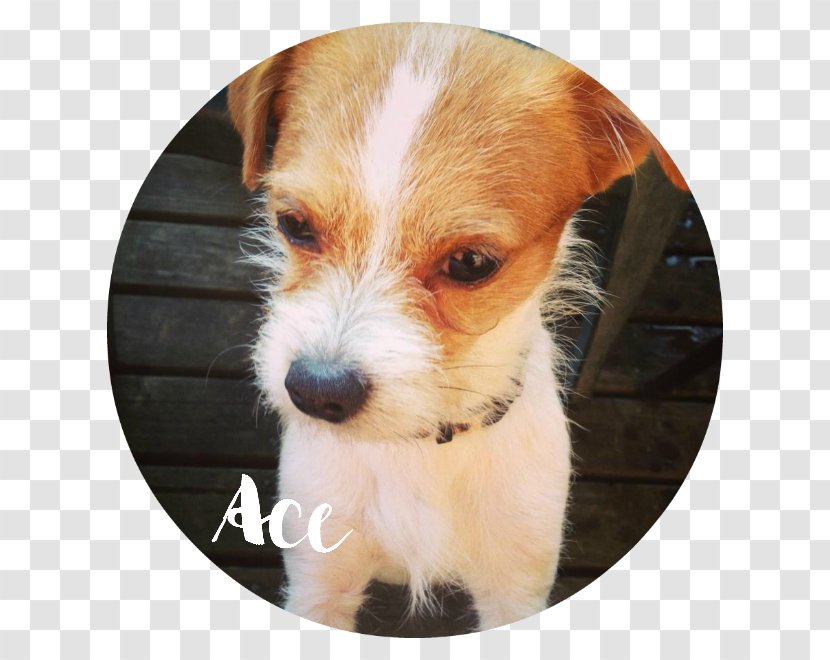 Jack Russell Terrier Norfolk Puppy Shih Tzu Dog Breed - Chihuahua Transparent PNG